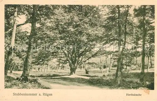 AK / Ansichtskarte Stubbenkammer Ruegen Herthabuche Wald Natur Kat. Sassnitz