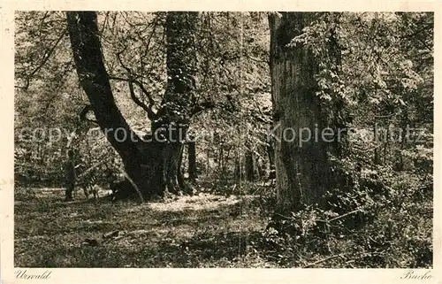 AK / Ansichtskarte Zetel Urwald Partie Kat. Zetel