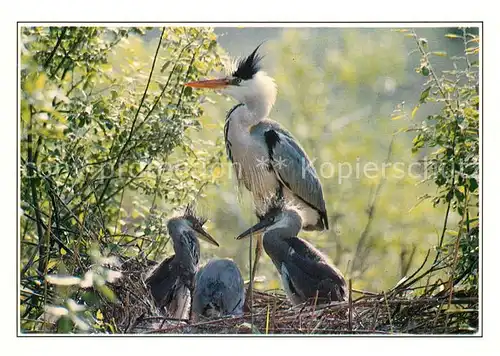 AK / Ansichtskarte Voegel Graureiher Grey Heron Czapla Siwa  Kat. Tiere