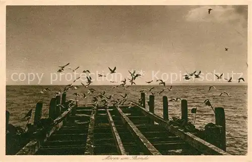 AK / Ansichtskarte Sassnitz Ostseebad Ruegen Moeven am Strand  Kat. Sassnitz