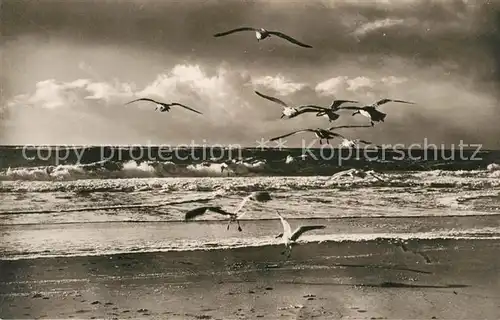 AK / Ansichtskarte Westerland Sylt Moewen am Strand Brandung Kat. Westerland