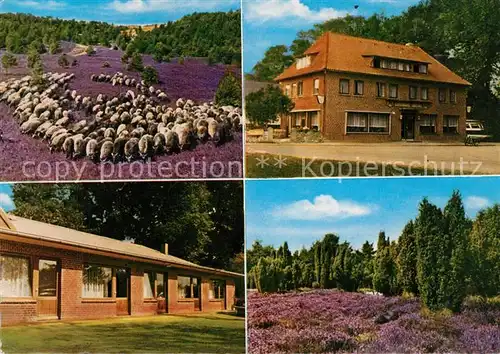 AK / Ansichtskarte Volkwardingen Gasthaus Luedtke Heidelandschaften Heidschnucken Kat. Bispingen