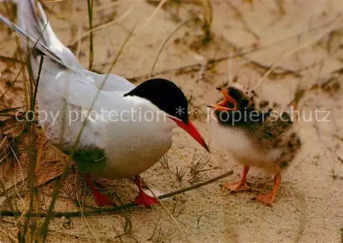 AK / Ansichtskarte Voegel Kuestenseeschwalbe mit Jungen  Kat. Tiere