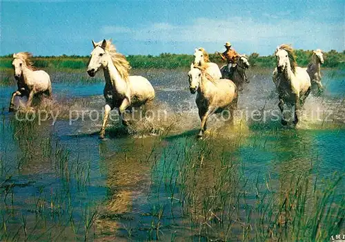 AK / Ansichtskarte Pferde Camargue  Pferde Kat. Tiere