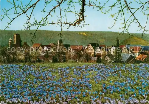 AK / Ansichtskarte Zavelstein Kleinste Stadt Wuerttembergs Krokusbluete Schwarzwald Zavelstein