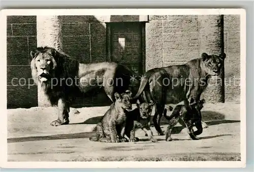 AK / Ansichtskarte Loewe Loewenfamilie Tierpark Hellabrunn Muenchen  Loewe