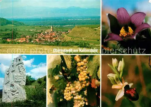 AK / Ansichtskarte Oberrotweil_Kaiserstuhl Panorama Monument Reben Flora Oberrotweil_Kaiserstuhl