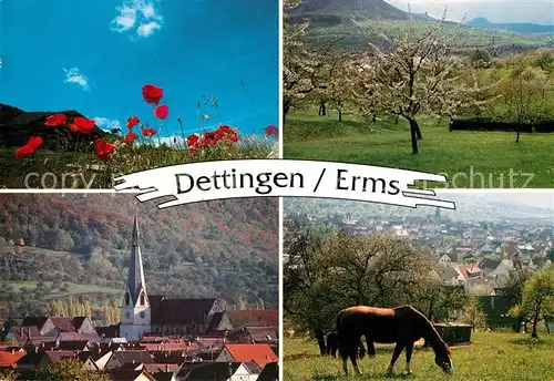 AK / Ansichtskarte Dettingen_Erms Kirche Wiesen Mohnblumen Pferdekoppel Dettingen Erms