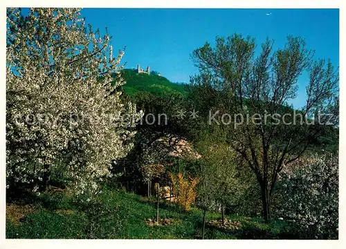 AK / Ansichtskarte Zwingenberg_Neckar Schlossruine im Odenwald Zwingenberg Neckar