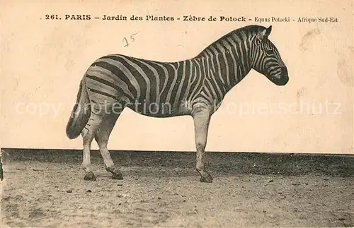 AK / Ansichtskarte Zebra Paris Jardin des Plantes Zebre de Potock  Zebra