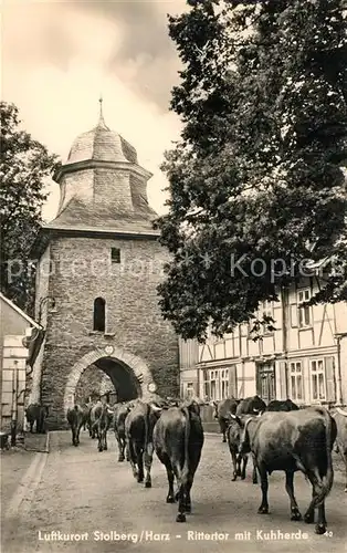 AK / Ansichtskarte Stolberg_Harz Rittertor Kuhherde Stolberg Harz