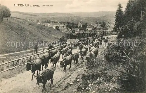 AK / Ansichtskarte Altenau_Harz Kuhherde Altenau Harz