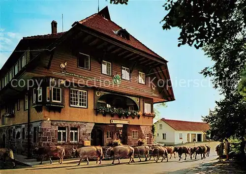 AK / Ansichtskarte oedenwald Schwarzwaldgasthof Adrionshof Viehauftrieb oedenwald