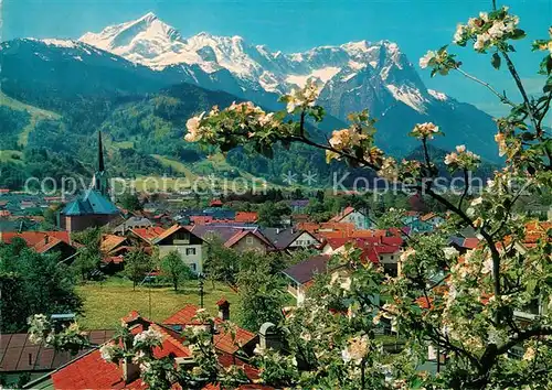 AK / Ansichtskarte Garmisch Partenkirchen Baumbluete Ortsansicht mit Kirche gegen Zugspitzgruppe Wettersteingebirge Garmisch Partenkirchen