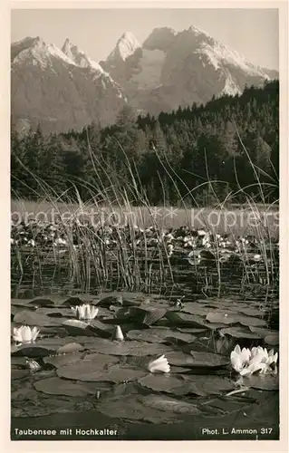 AK / Ansichtskarte Taubensee Hochkaiter Seerosen Taubensee