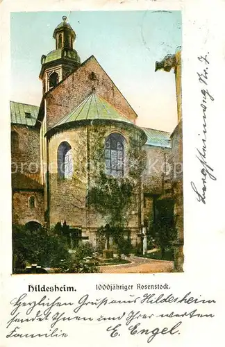 Hildesheim 1000jaehriger Rosenstock Friedhof am Dom Hildesheim