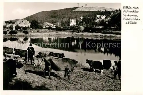 AK / Ansichtskarte Hahnenklee Bockswiese_Harz Kuhherde am Teich Hahnenklee Bockswiese