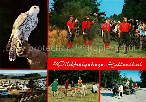 AK / Ansichtskarte Falke Wildfreigehege Hellenthal Naturpark Nordeifel Falke