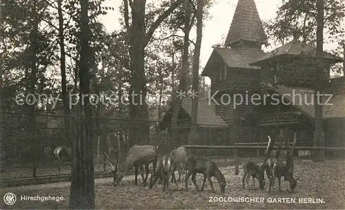 AK / Ansichtskarte Zoo Berlin Hirschgehege Zoo