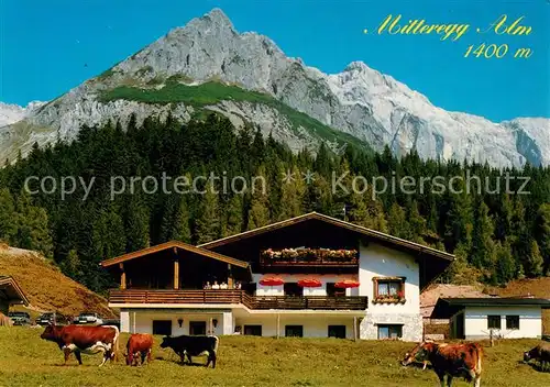 AK / Ansichtskarte Muehlbach_Hochkoenig Mitteregg Alm Kuehe Muehlbach Hochkoenig