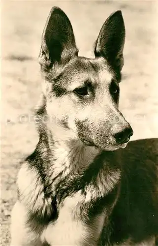 AK / Ansichtskarte Schaeferhunde  Schaeferhunde