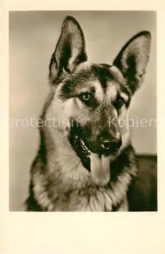 AK / Ansichtskarte Schaeferhunde Foto Amag Nr. 69838 Schaeferhunde