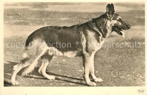 AK / Ansichtskarte Schaeferhunde Stengel Verlag  Schaeferhunde