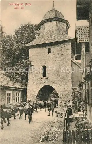 AK / Ansichtskarte Stolberg_Harz Altes Tor Viehtrieb Kuehe Stolberg Harz