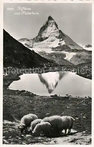 AK / Ansichtskarte Riffelsee_Tirol mit Matterhorn Schafe Riffelsee Tirol