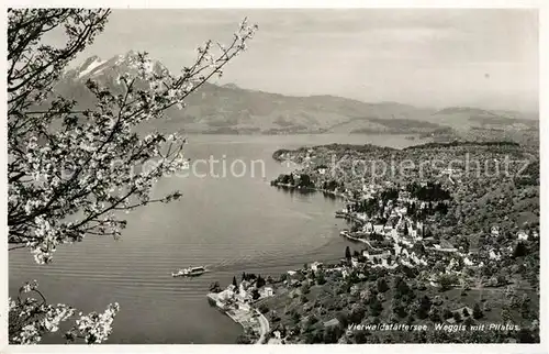 AK / Ansichtskarte Weggis_Vierwaldstaettersee Baumbluete Blick ueber den See zum Pilatus Weggis_Vierwaldstaettersee