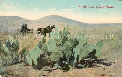 AK / Ansichtskarte Kakteen Prickly Pear Desert  Kakteen