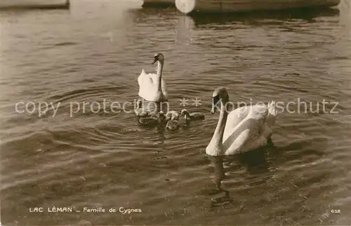 AK / Ansichtskarte Schwan Lac Leman Famille de Cygnes  Schwan