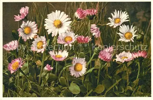 AK / Ansichtskarte Blumen Bellis Perennis Gaensebluemchen Massliebchen  Blumen