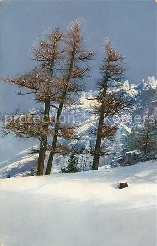 AK / Ansichtskarte Pontresina Laerchen am Schafberg Winterimpressionen Photochromie Serie 217 Nr 8585 Pontresina