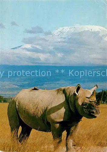 AK / Ansichtskarte Nashorn Rhino Mount Kilimanjaro Nashorn