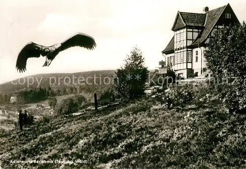 AK / Ansichtskarte Berlebeck Adlerwarte Kaiseradler im Anflug Berlebeck