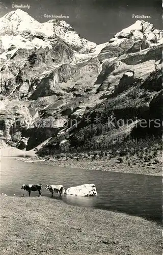 AK / Ansichtskarte Oeschinensee Bluemlisalphorn Oeschinensee