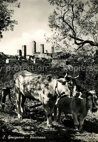 AK / Ansichtskarte San_Gimignano Kuehe Panorama San_Gimignano