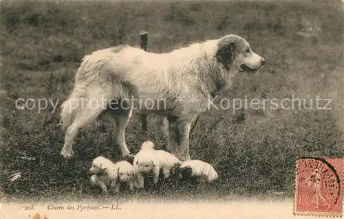 AK / Ansichtskarte Hunde Chiens des Pyrenees  