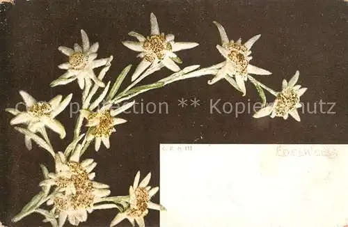 AK / Ansichtskarte Edelweiss  