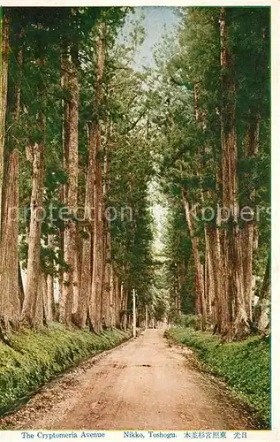 AK / Ansichtskarte Nikko The Cryptomeria Avenue Nikko