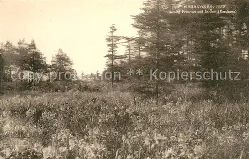 AK / Ansichtskarte Karuizawa Evening Primroses and Larches Landschaftspanorama 