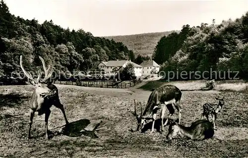 AK / Ansichtskarte Marxzell Waldhotel Bergschmiede Dammwild Holzbachtal Marxzell