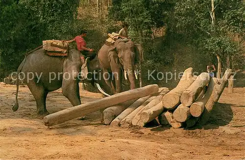 AK / Ansichtskarte Elefant Trained Elephants carring Teak Logs Chiangmai North Thailand  