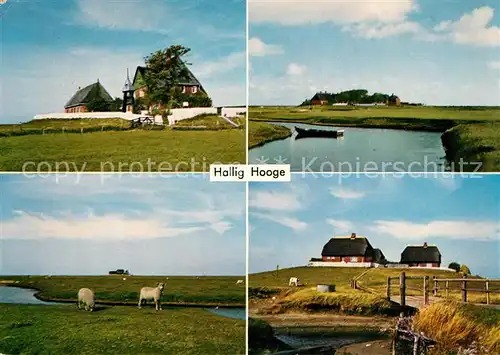 AK / Ansichtskarte Hallig_Hooge Kirchwarft Backenswarft Halligschafe Westerwarft Hallig Hooge