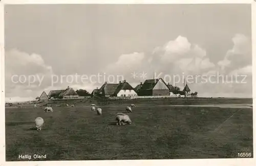 AK / Ansichtskarte Hallig_Oland Schafe Gehoeft Hallig_Oland