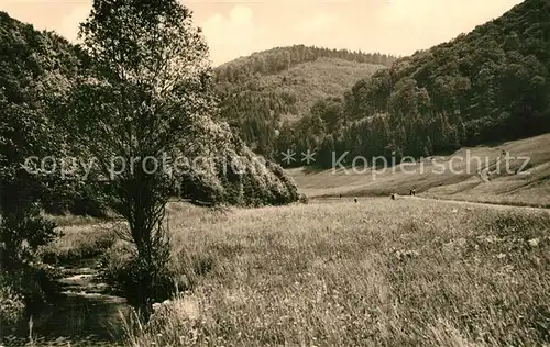 AK / Ansichtskarte Neustadt_Rennsteig Landschaftspanorama Tannengrund Neustadt_Rennsteig