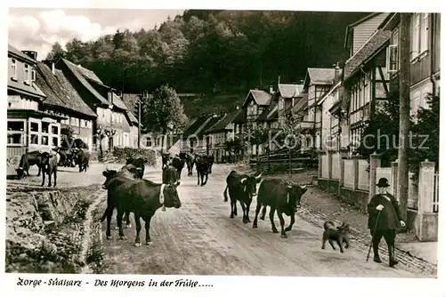 Zorge Rinderherde Ortsansicht Des Morgens in der Fruehe Zorge