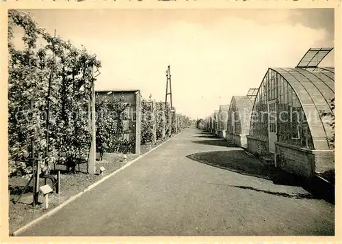 AK / Ansichtskarte Vilvoorde Rijkstuinbouwschool De Groep fruitkassen Wijngaard en perzik Vilvoorde