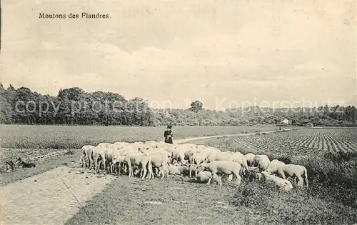 AK / Ansichtskarte Schafe Moutons des Flandres  